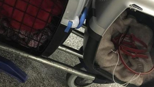 To nie ten kot... Polacy nadal szukają zwierzęcia zagubionego na lotnisku