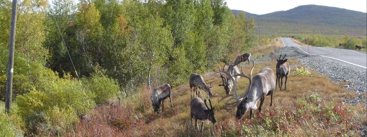 Bane Nor odpowie za śmierć reniferów? Zbuduje specjalny płot, ale hodowcy i tak żądają pieniędzy