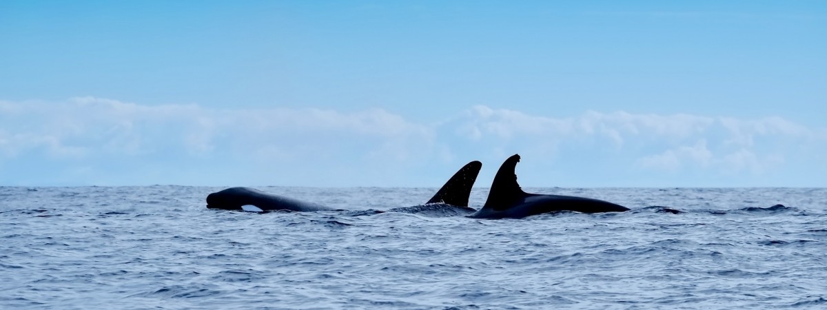  Johnny i Marcin - tańczący z orkami