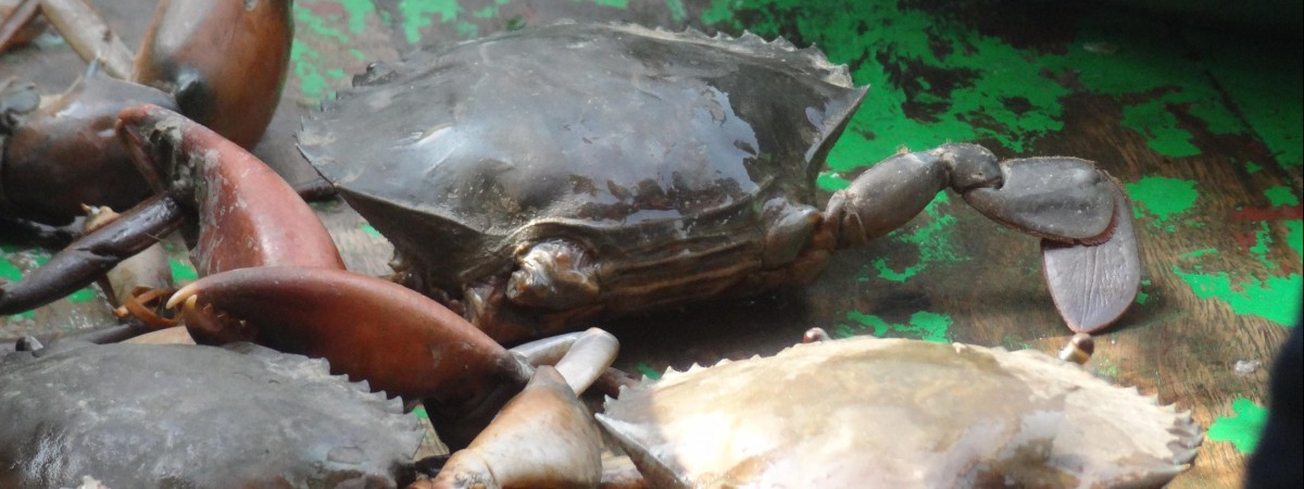 Nie tylko ropa i gaz. Norwegia ma kolejny hit eksportowy