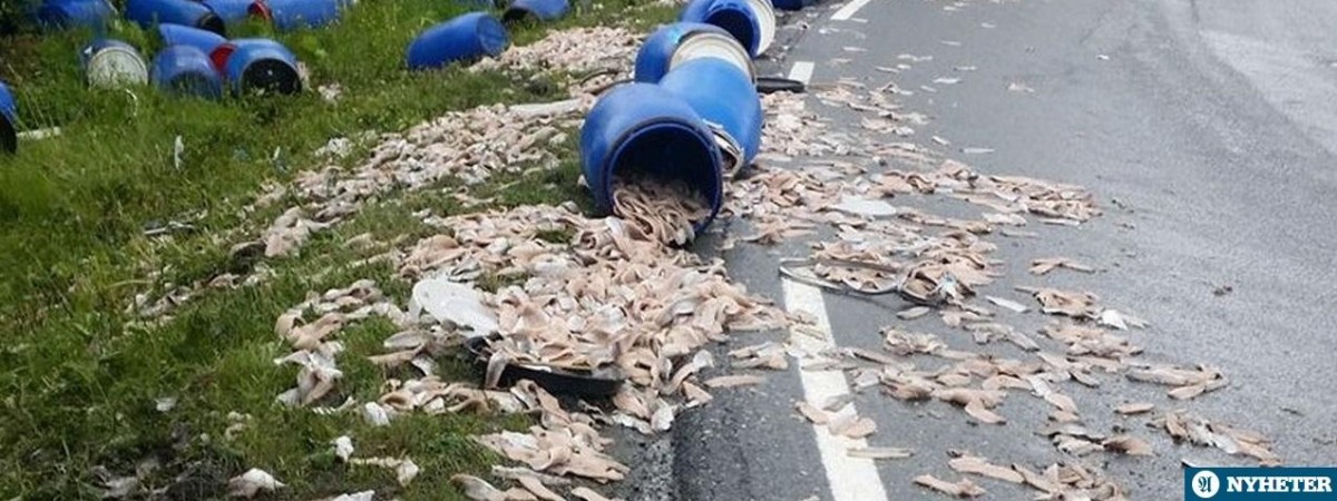 Kilkadziesiąt beczek... ze śledziami na drodze. „Tylko mewy się ucieszyły”