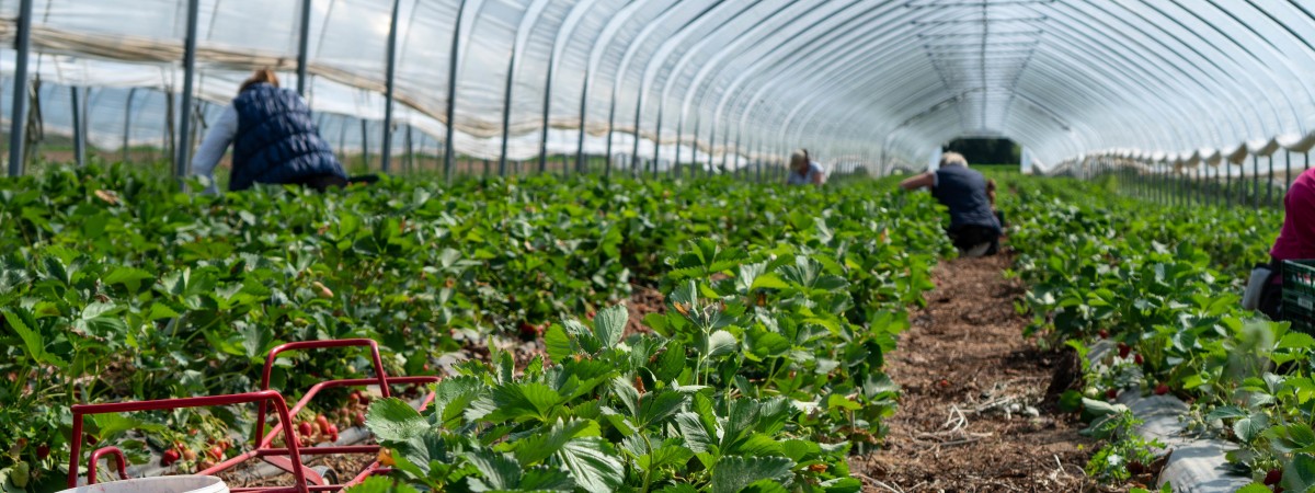 Praca sezonowa w czasie epidemii. Pytamy Urząd Imigracyjny o obowiązujące przepisy