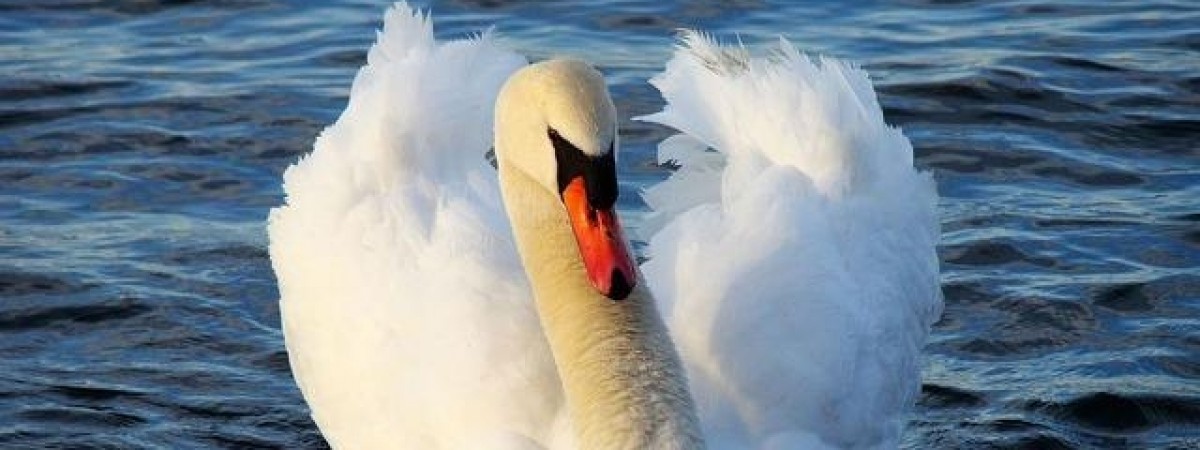 Tym żyje Norwegia: „Szef Portu” zabity. Kolejna napaść łabędzia skończyła się dla niego tragicznie 