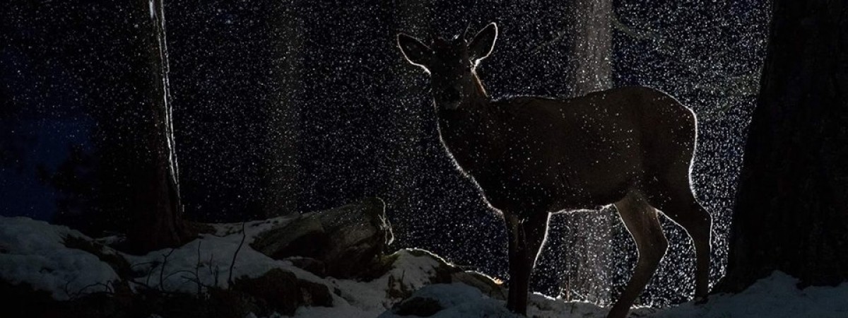 Fotograficzny Oscar dla Norwegów. Te zdjęcia natury robią wrażenie