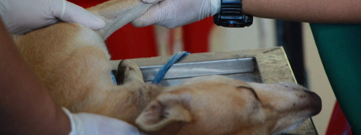 Źródło śmiertelnej choroby wciąż nieznane. Liczba zgonów wśród psów stale rośnie