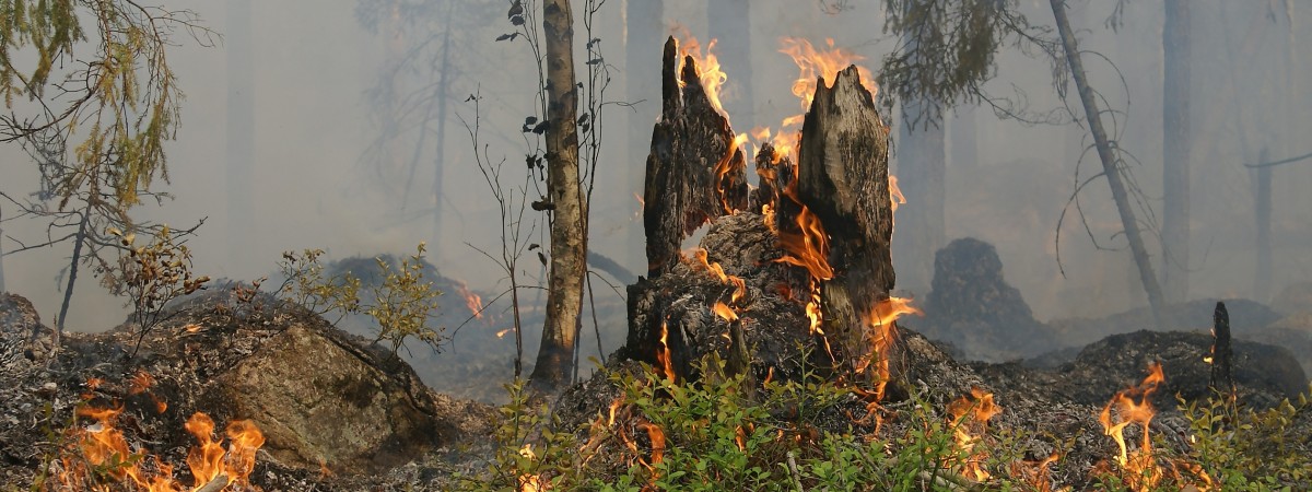 Ciepło, sucho i bez opadów: zagrożenie pożarowe we wschodniej Norwegii