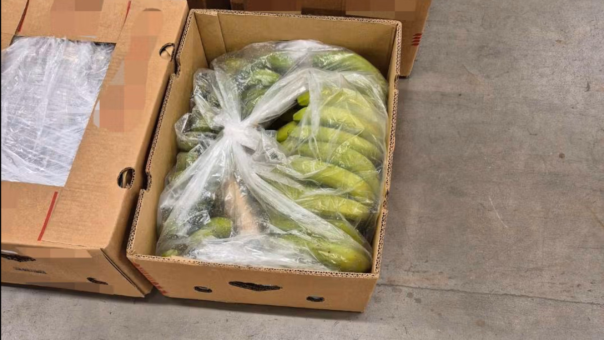 600 000 dawek kokainy ukryte w bananach. To największa konfiskata w Norwegii od dwóch lat