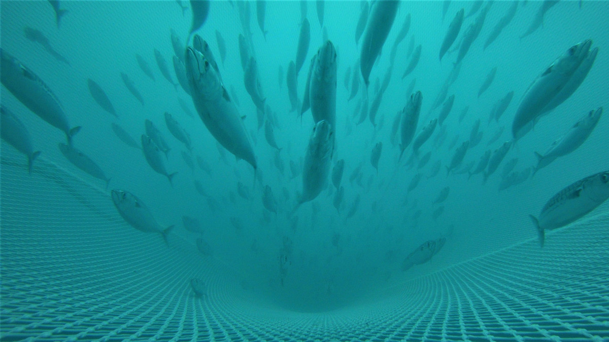 Norweski kabel do badań morskich znów stracił zasilanie. Naukowcy szukają przyczyny