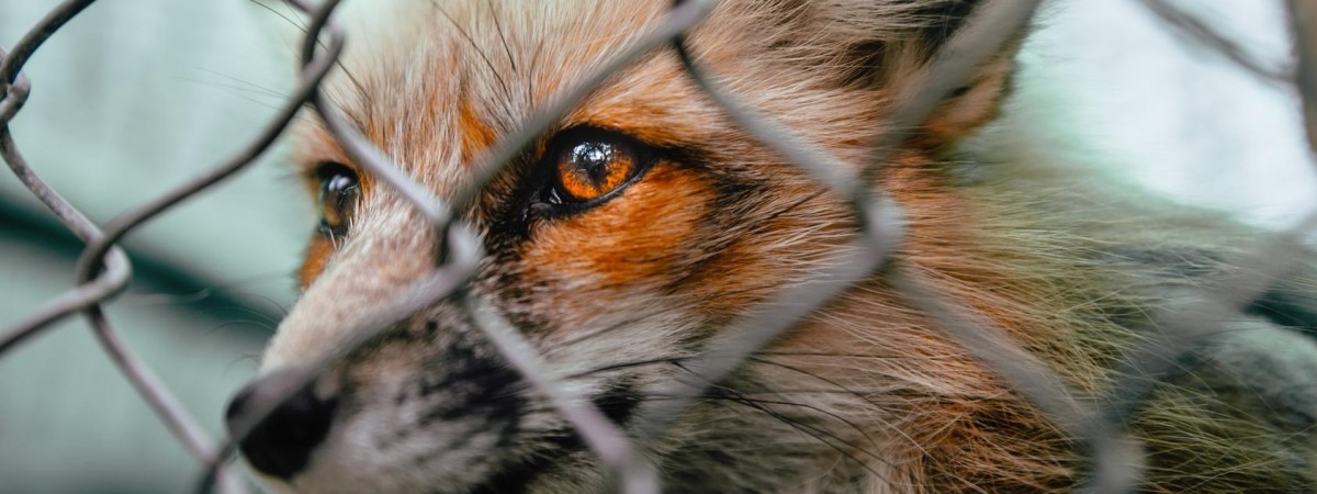 „Czarny dzień dla hodowców”. To już pewne: koniec z przemysłem futrzarskim w Norwegii