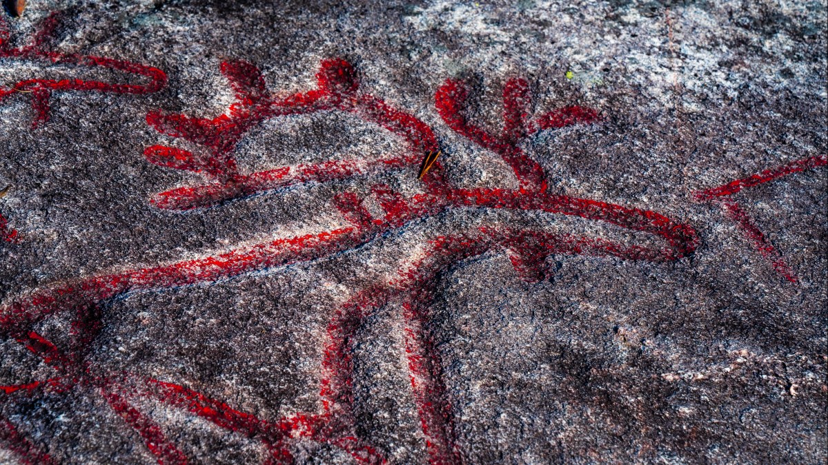 Przetrwały 6000 lat, teraz norweskie rzeźby naskalne spotkał akt wandalizmu