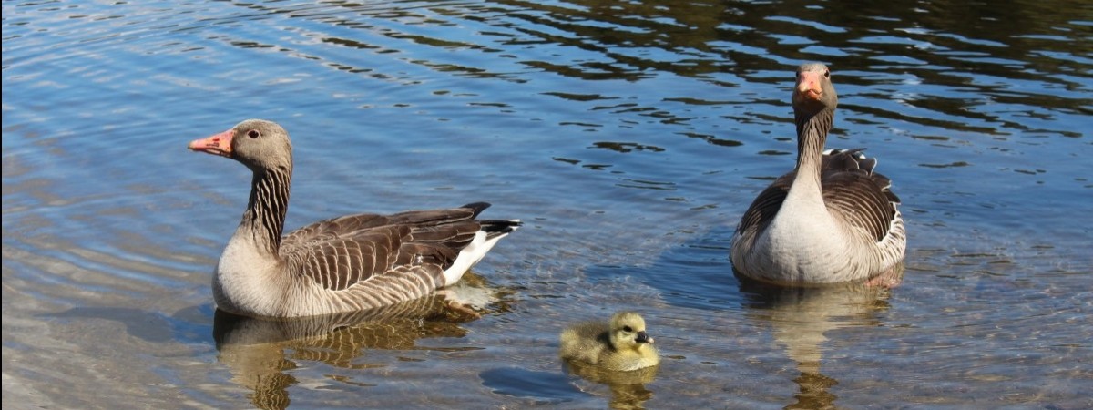 Zamknięte kąpieliska i „ekologiczna katastrofa dla ptaków”. Wyciek ropy do fiordu może mieć tragiczne skutki