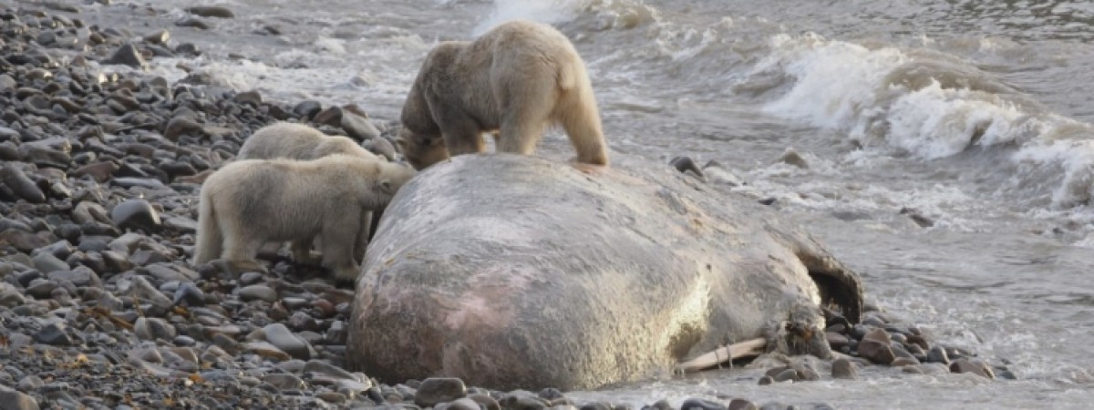 Odebrali pożywienie niedźwiedziom ze Svalbardu. Norwescy aktywiści: „To wbrew naturze”