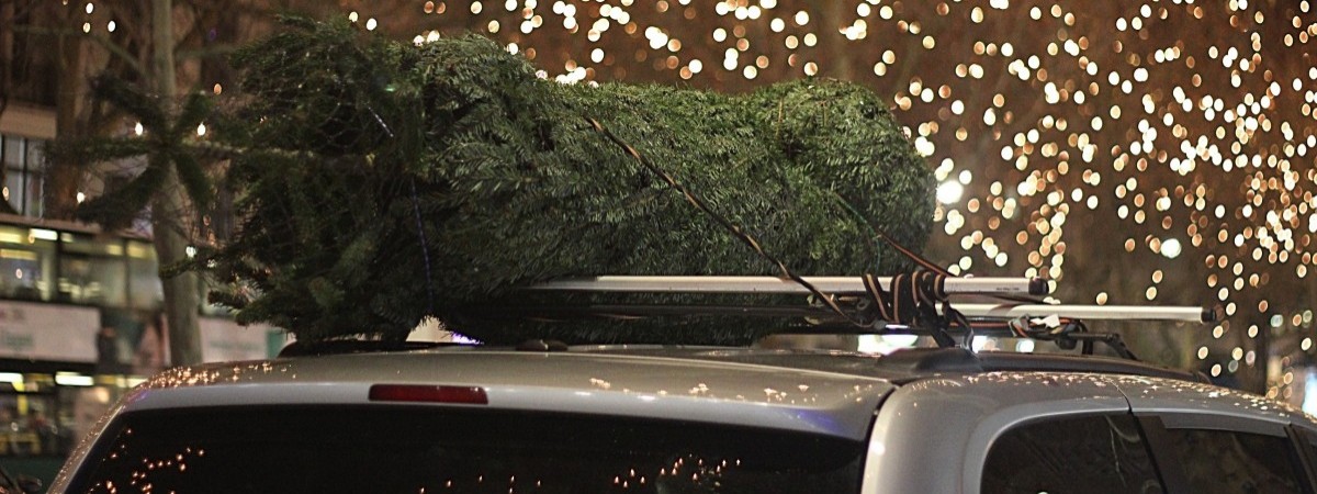 U leśnika, w supermarkecie czy przez internet: tu najlepiej kupić choinkę w Norwegii