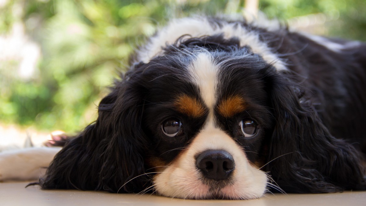 Norweski sąd: hodowla tych ras psów narusza dobrostan zwierząt. Ważny wyrok