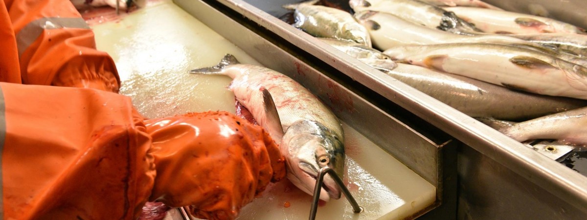 Norweski podatek od ryb stworzy miejsca pracy w Polsce? Partia Postępu się boi