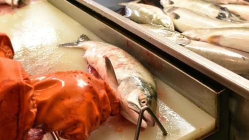 Norweski podatek od ryb stworzy miejsca pracy w Polsce? Partia Postępu się boi