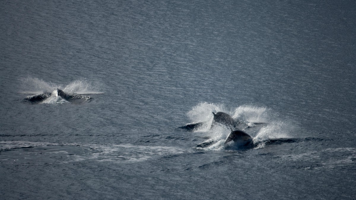 W Norwegii znów będzie można upolować więcej wielorybów. Resort zwiększa kwotę na płetwale karłowate