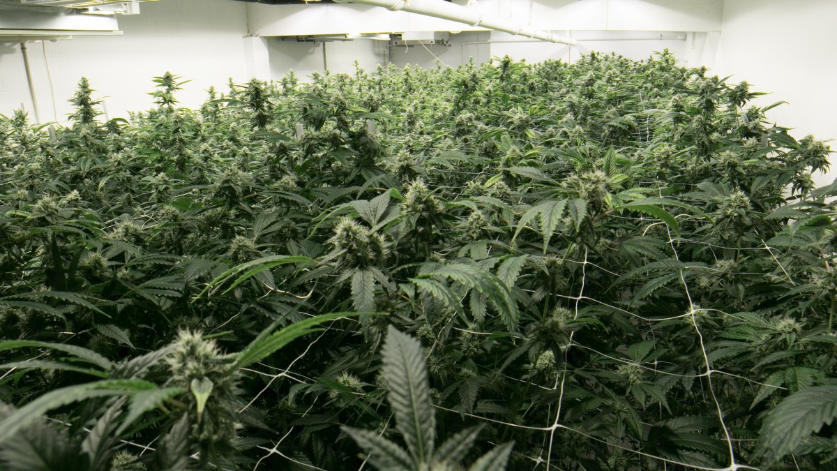 Czterech Polaków stanie przed sądem. Prowadzili plantację marihuany, a przy okazji kradli prąd