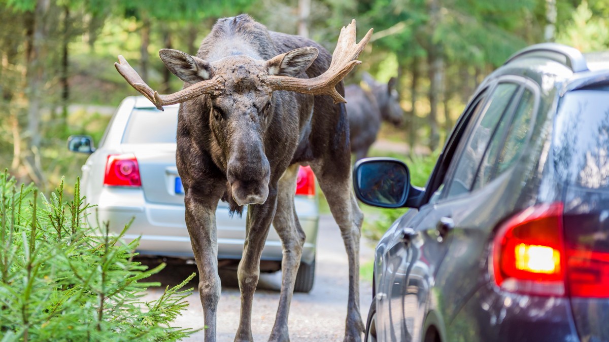 Łosie na norweskich drogach to nie rzadkość. Co robić w przypadku potrącenia zwierzęcia?