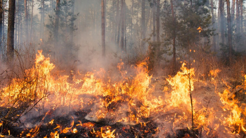 Wzrosło zagrożenie pożarami lasów w zachodniej Norwegii