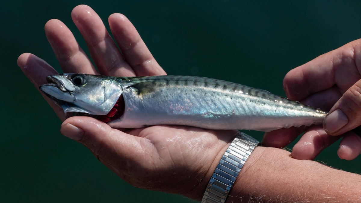 Ryby przeszkodą w norwesko-unijnej przyjaźni? Ten spór może zachwiać dotychczasową współpracą