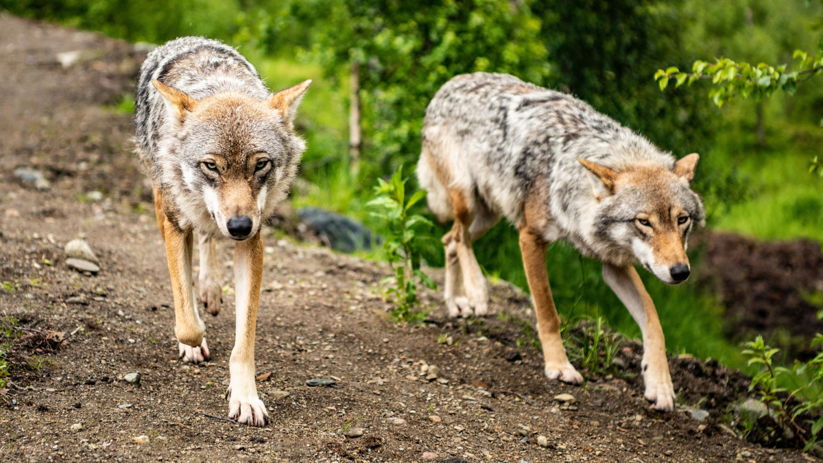 Tymczasowy zakaz polowania na wilki w Norwegii. Sąd wydał decyzję