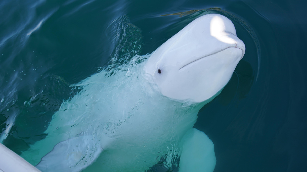 Gwiazda norweskich fiordów nie żyje. Hvaldimir znaleziony martwy w Rogaland