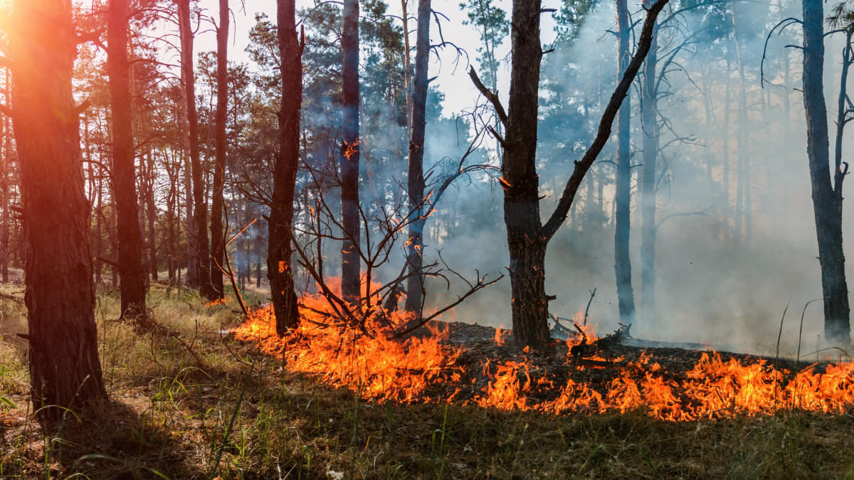 Kraj fiordów pod presją żywiołu – pożary lasów coraz bliżej