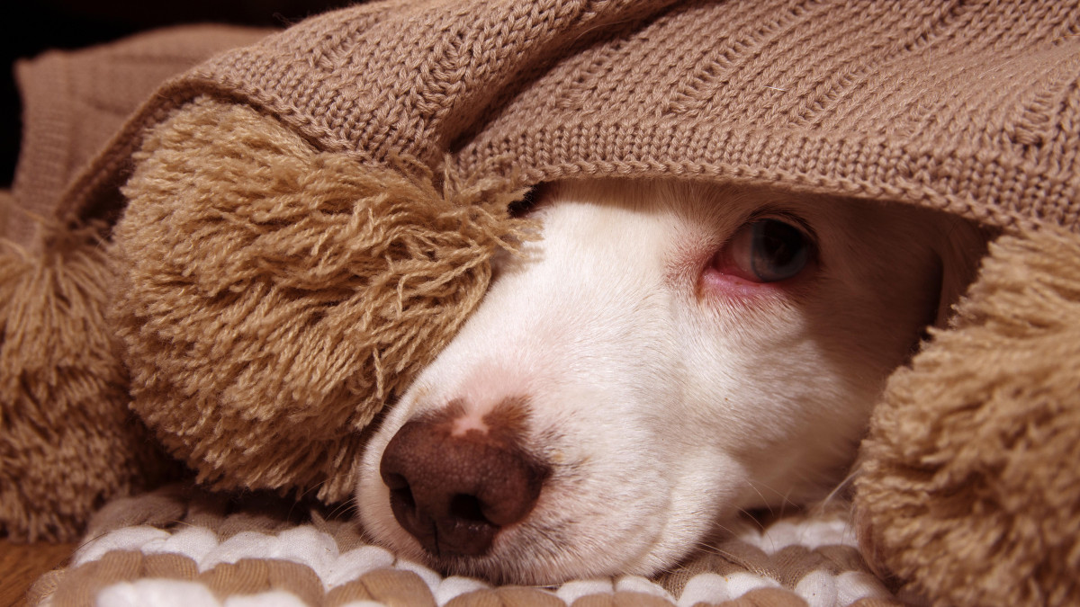 Ten typ psa wybiera coraz więcej Norwegów. Kierują się jednym impulsem