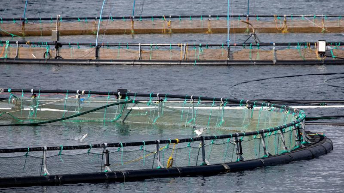 Mroczna strona akwakultury w Norwegii. Każdego roku w hodowlach giną miliony ryb
