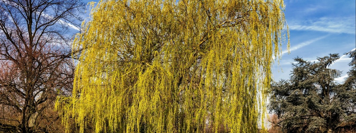 Alergicy, miejcie się na baczności: nadchodzi „eksplozja pyłków”