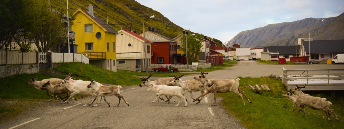 Groźny wirus dotarł do Norwegii. Zezwolono na odstrzał reniferów