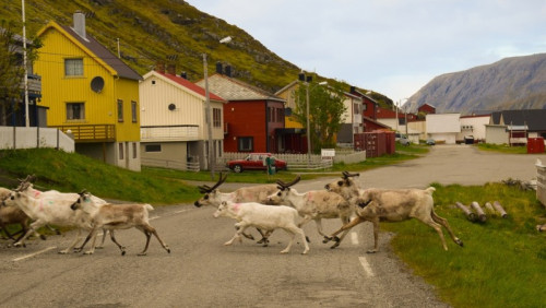 Groźny wirus dotarł do Norwegii. Zezwolono na odstrzał reniferów