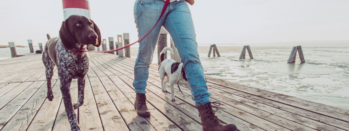 Od kwietnia spacery z psem tylko na smyczy. Latem czworonogi mogą zagrażać innym zwierzętom