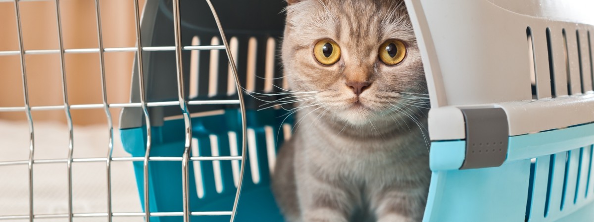 Nie dla szczeniąt i kociąt, tak dla chomików: wyjazd ze zwierzęciem do Polski i Norwegii