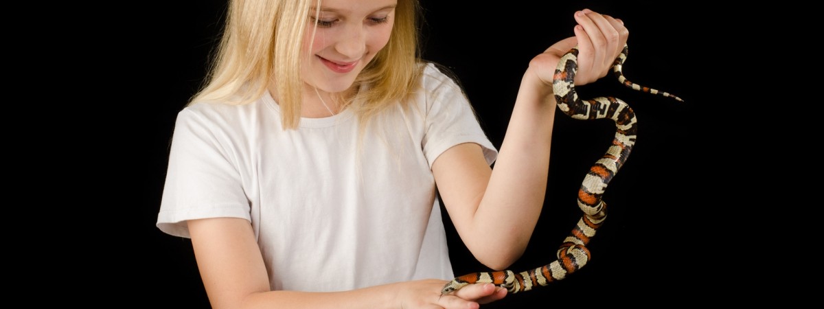 Pyton i boa dusiciel zamiast psa? Sanepid chce zalegalizować 22 gatunki gadów i płazów