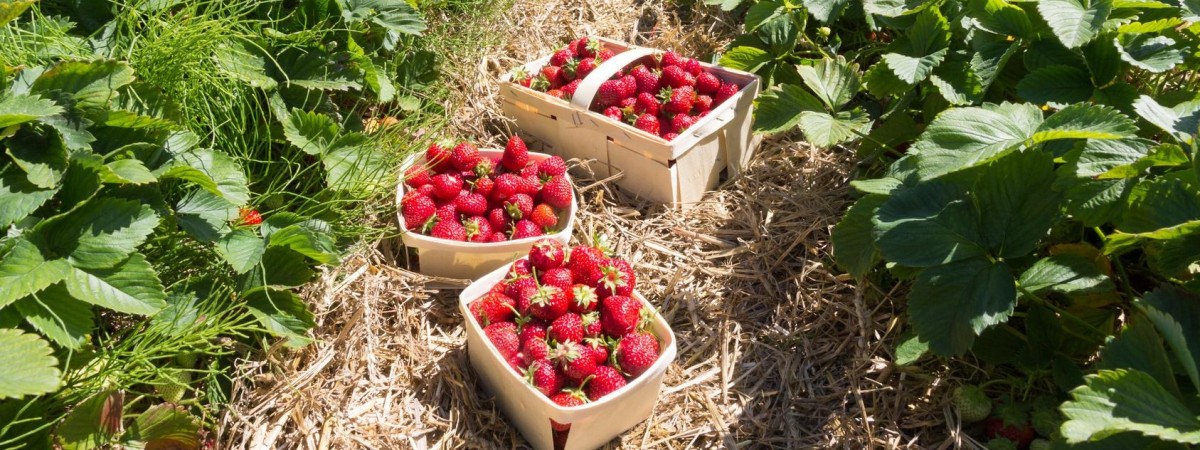 Jak żyją „sezonowcy” w kraju fiordów? Pytamy młodych Polaków dorabiających w Norwegii