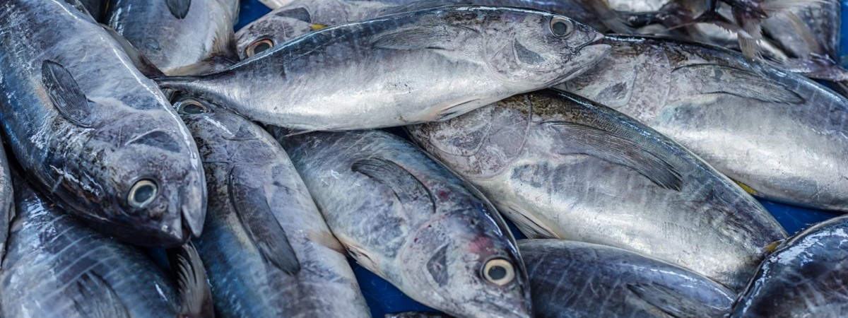 Połowy za pomocą długiej liny z haczykami. Stocznia Nauta zbuduje nowy statek dla Norwegów