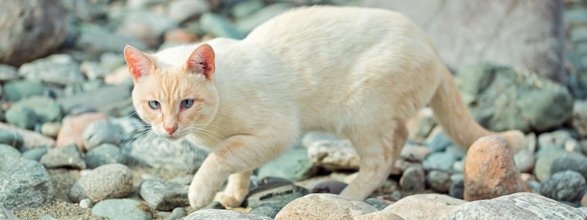 Jak koty podbiły świat? Podróżowały z wikingami na ich okrętach