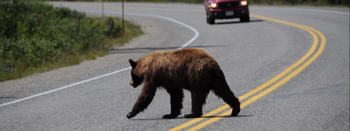  Co zrobić, gdy wpadniemy na… niedźwiedzia? Norwescy naukowcy wiedzą 