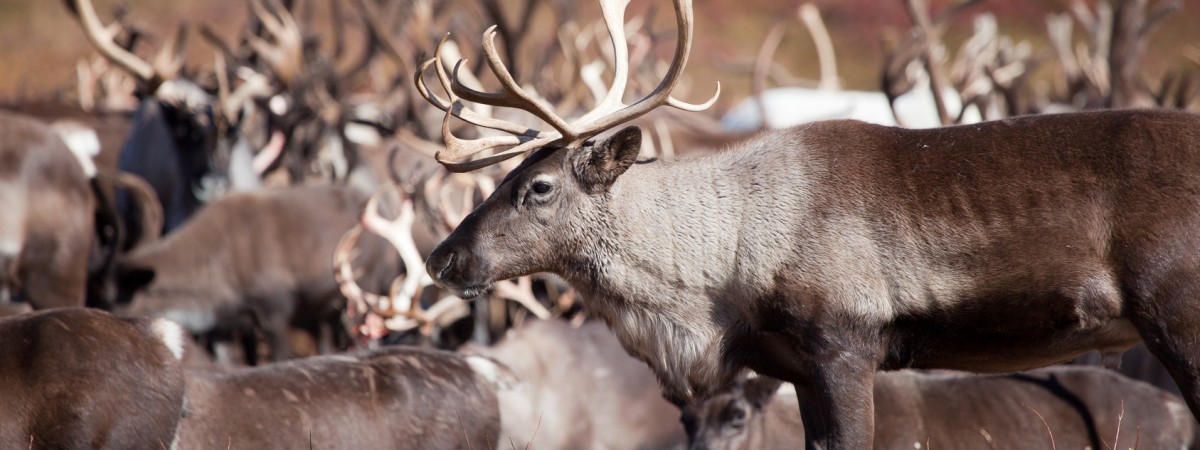 Norwegia zabije stado ponad 2 tysięcy reniferów. „To prewencja”