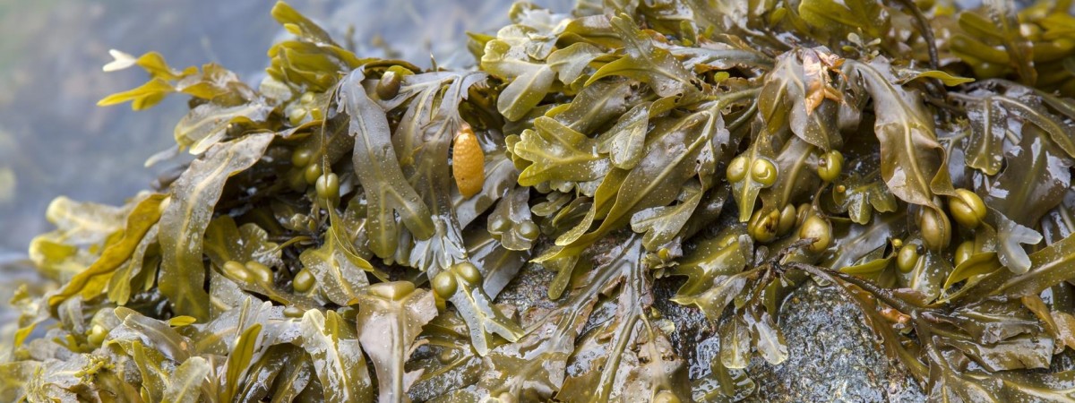 Nie ropa, a wodorosty głównym towarem eksportowym? Najnowsze prognozy dla norweskiej gospodarki