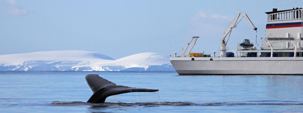 Świat bije na alarm: w Norwegii rozpocznie się kolejna „rzeź wielorybów”  