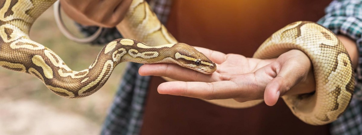 Masz ochotę zamieszkać z boa dusicielem? A może marzy ci się towarzystwo gekona? Od teraz w Norwegii będzie to legalne