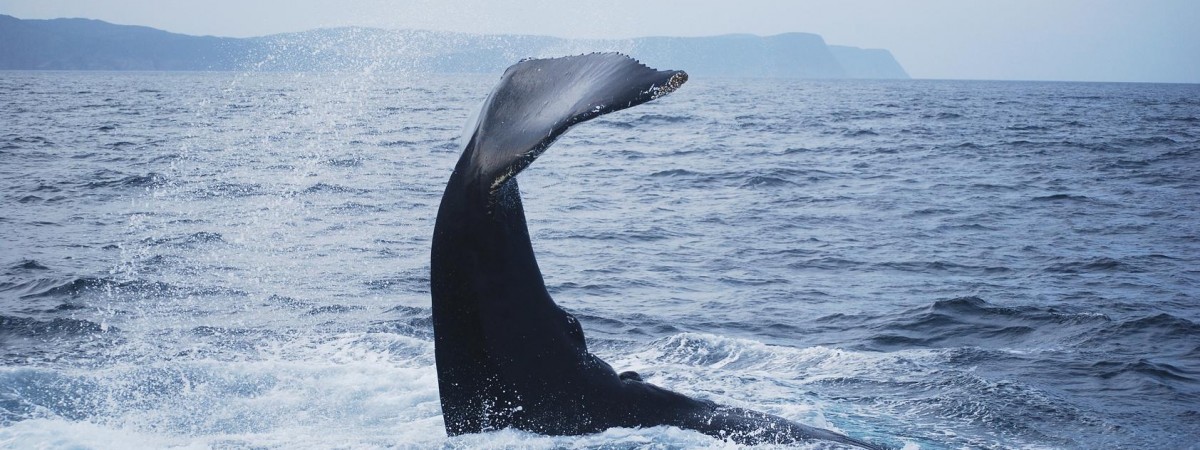 Norweska hipokryzja? Zabijają wieloryby, chronią lasy deszczowe