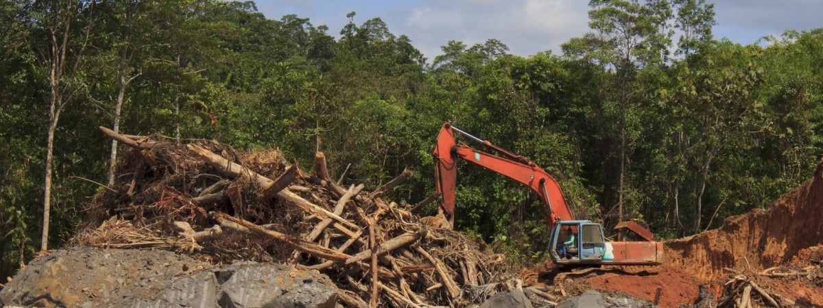  „Zero wylesiania” – Norwegia chroni lasy deszczowe