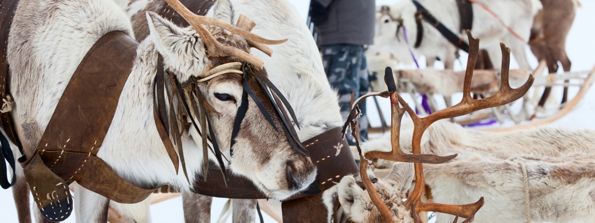 Samowie z Finnmarku nie umieją już przewidzieć pogody. Ich metody przestały się sprawdzać