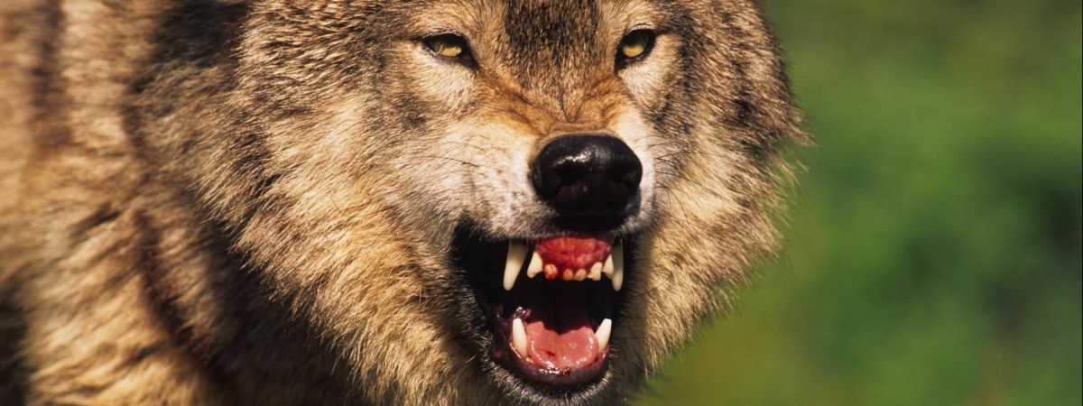 „Demokracja, demokracją, ale wsie muszą żyć!”: tysiące protestujących w Oslo za odstrzeleniem wilków