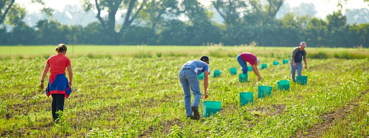 Praca sezonowa w Norwegii – gra warta świeczki?