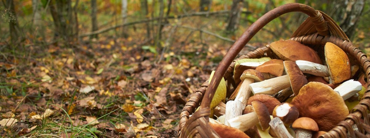 My je zbieramy, oni z ich powodu świętują. Norweskie święto grzybów już w najbliższą niedzielę